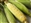 HONEY BUTTER CORN ON THE COB