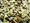 LONG GRAIN WILD RICE BLEND