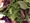 ORGANIC MIXED BABY GREENS SIDE SALAD